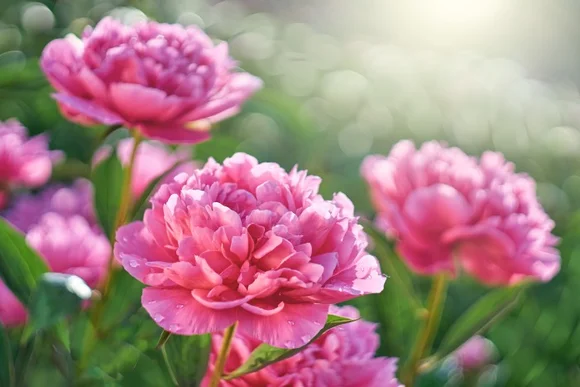 Rosa Pfingstrosen in Blüte